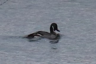 Ahate buztanluzea - ML644841686