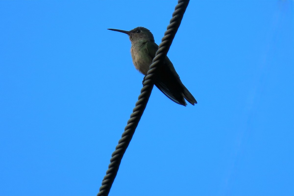 Cuvier Kolibrisi - ML644841687