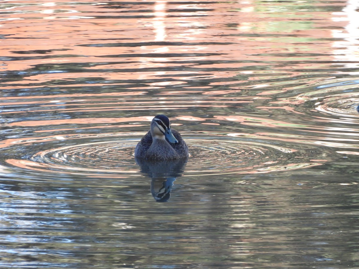 Ahate bekainduna - ML644841689