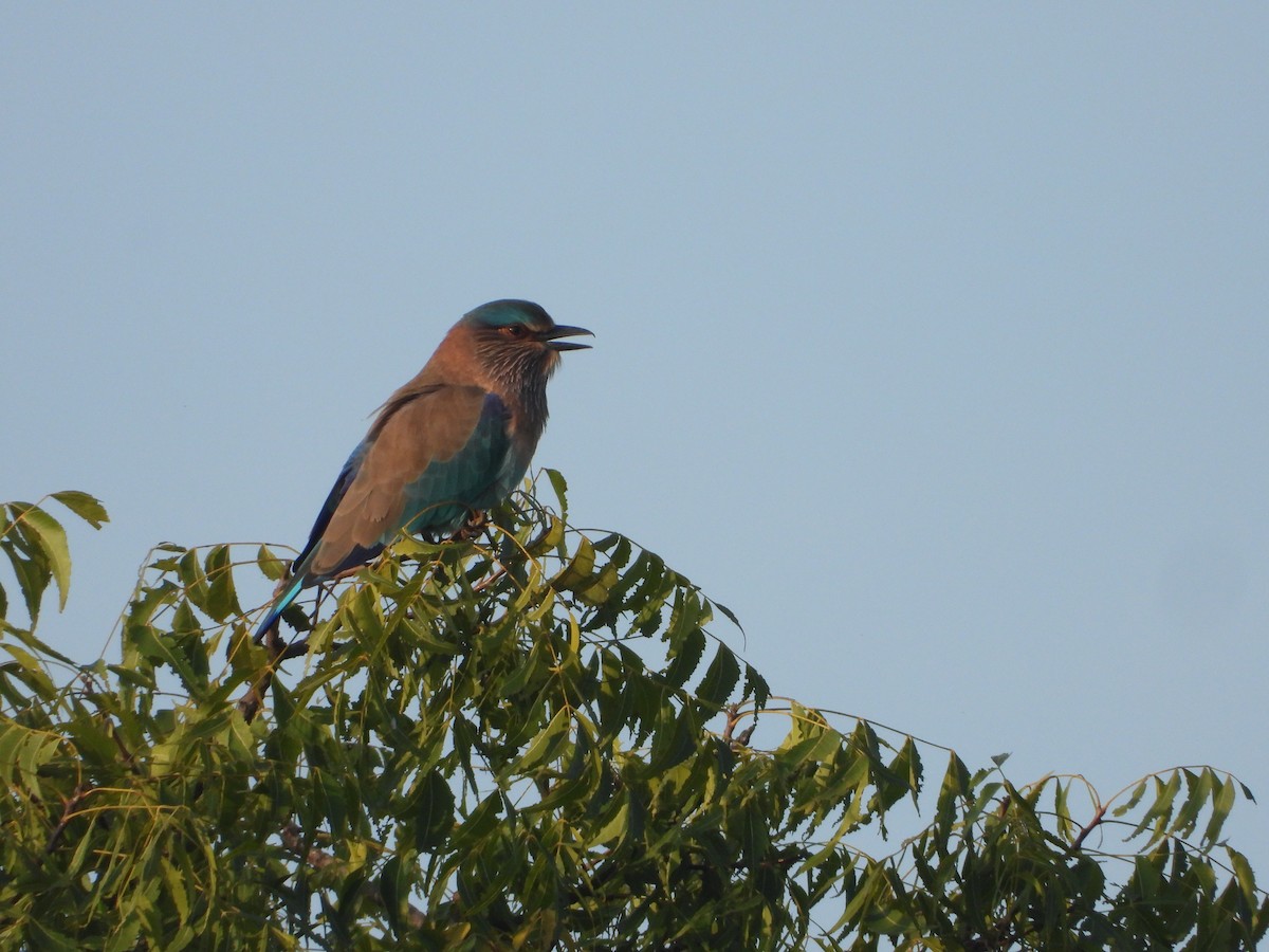 Indian Roller - ML644841690