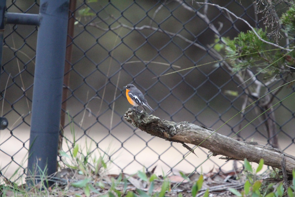 Flame Robin - ML644841691