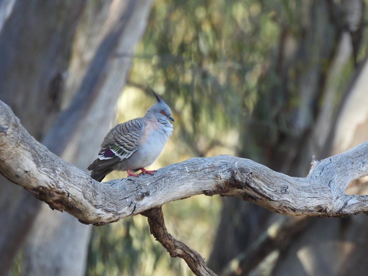 Crested Pigeon - ML644841703