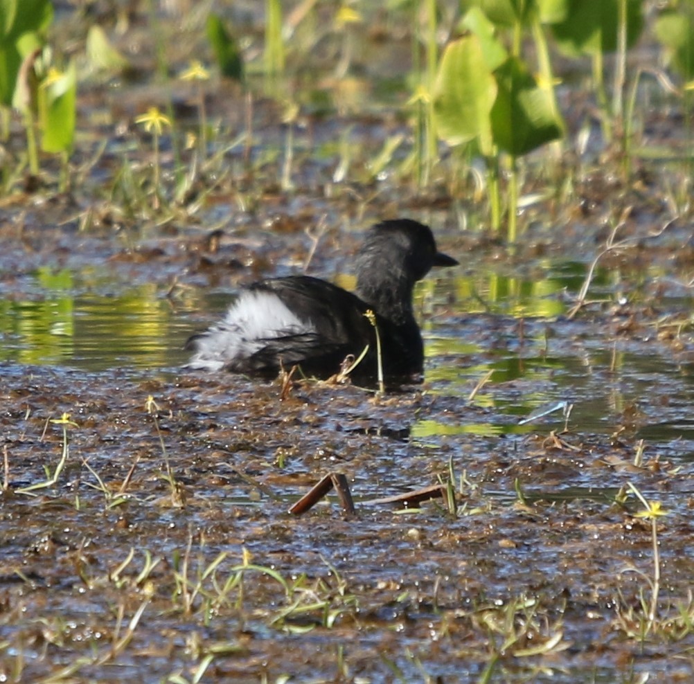 Amerika Küçük Batağanı - ML644841715