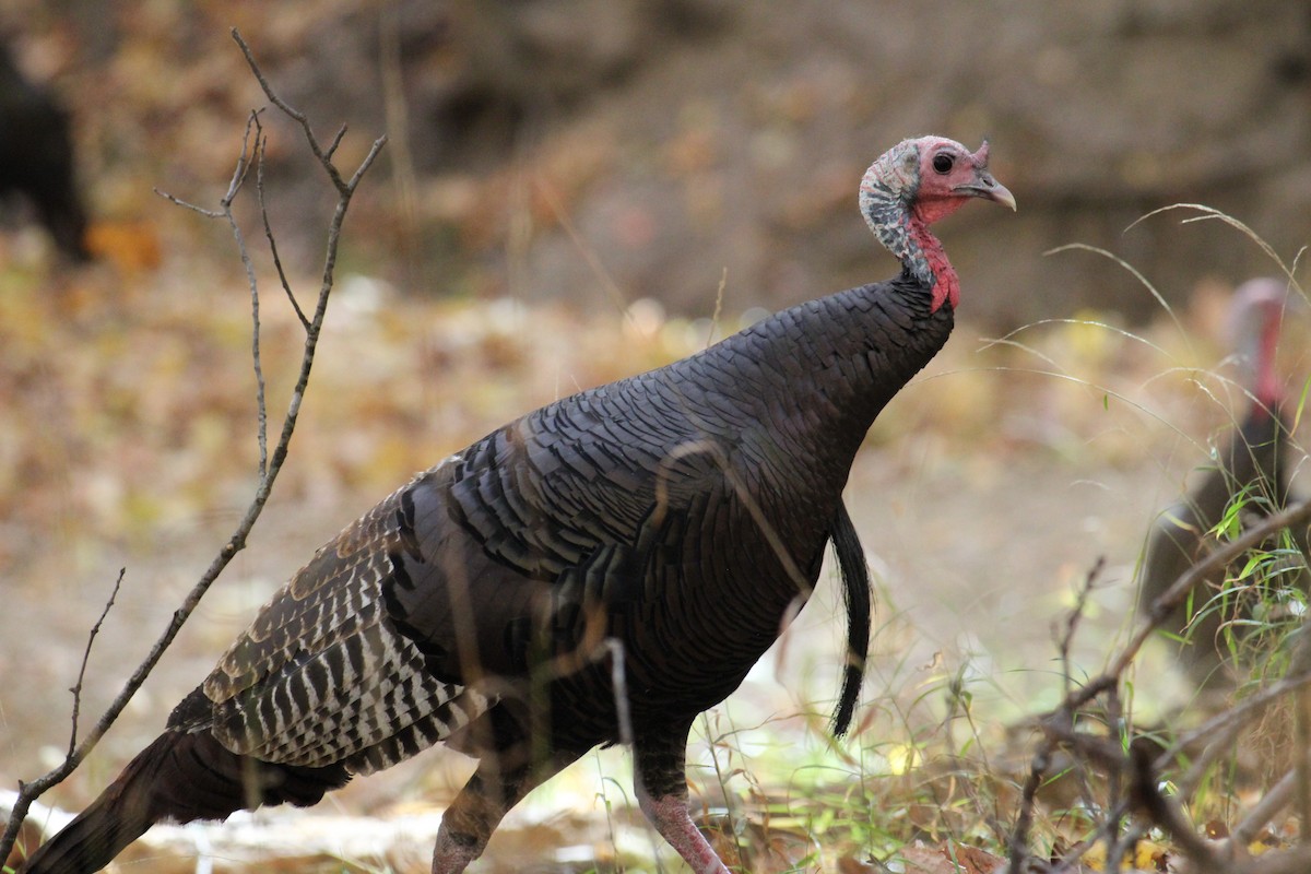 Wild Turkey - ML644841734