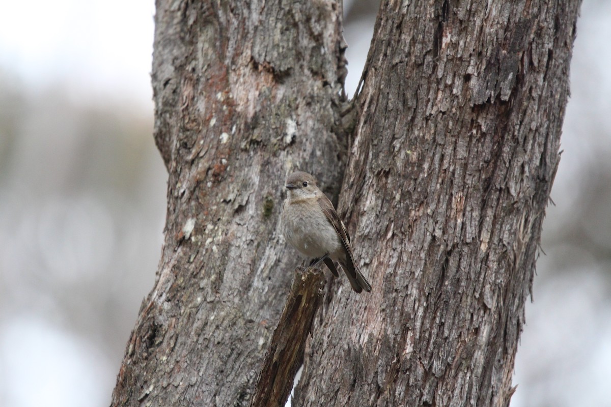 Flame Robin - ML644841735