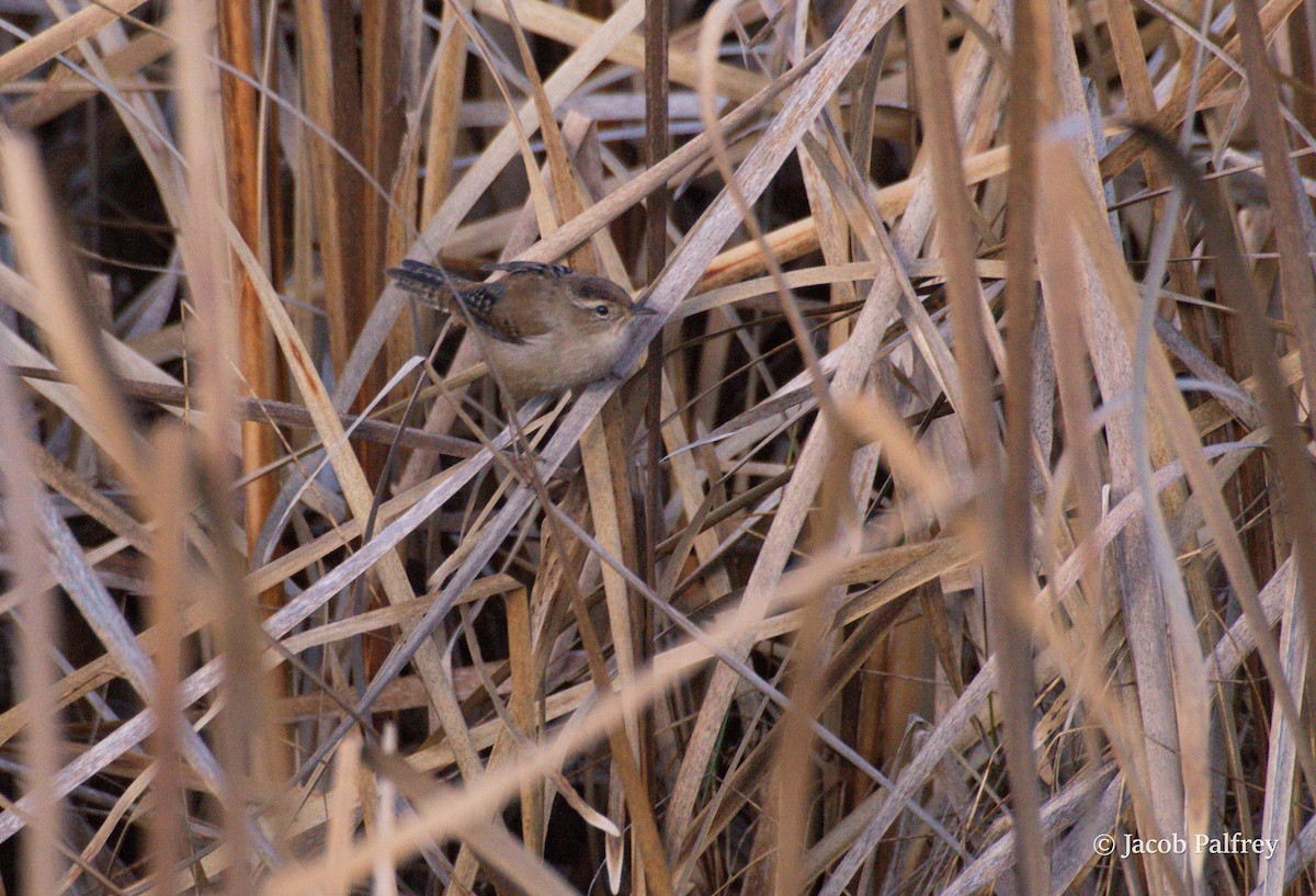 Marsh Wren - ML644841737