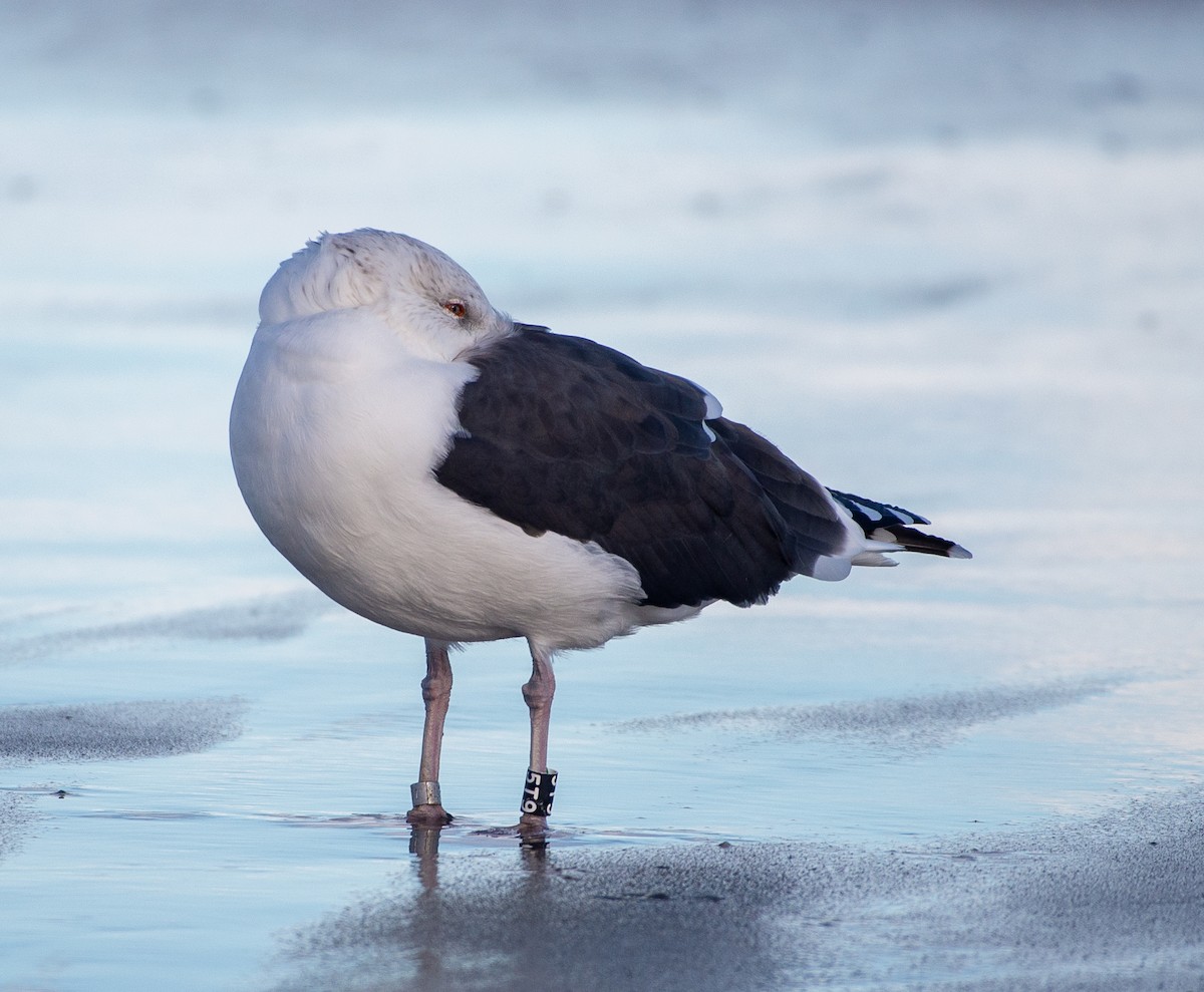 Great Black-backed Gull - ML644841743
