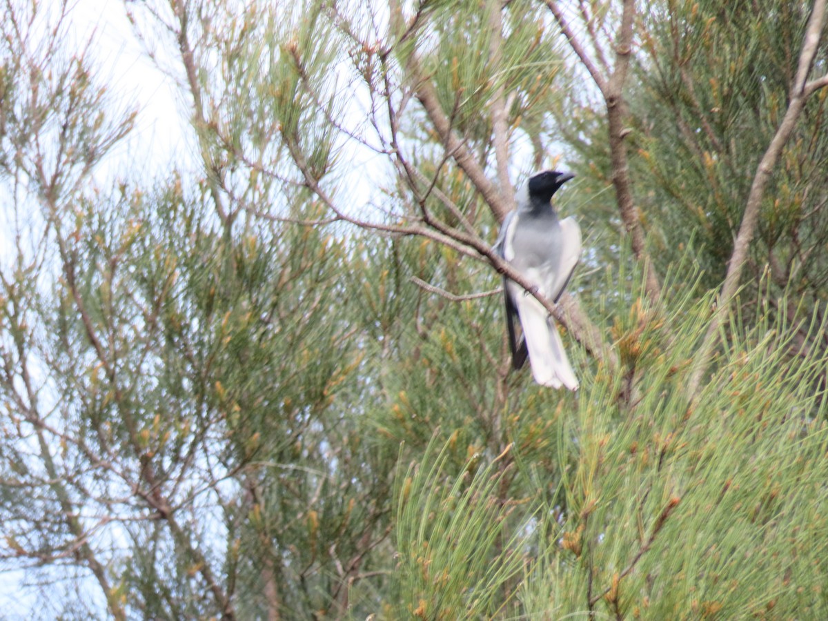 Black-faced Cuckooshrike - ML644841746