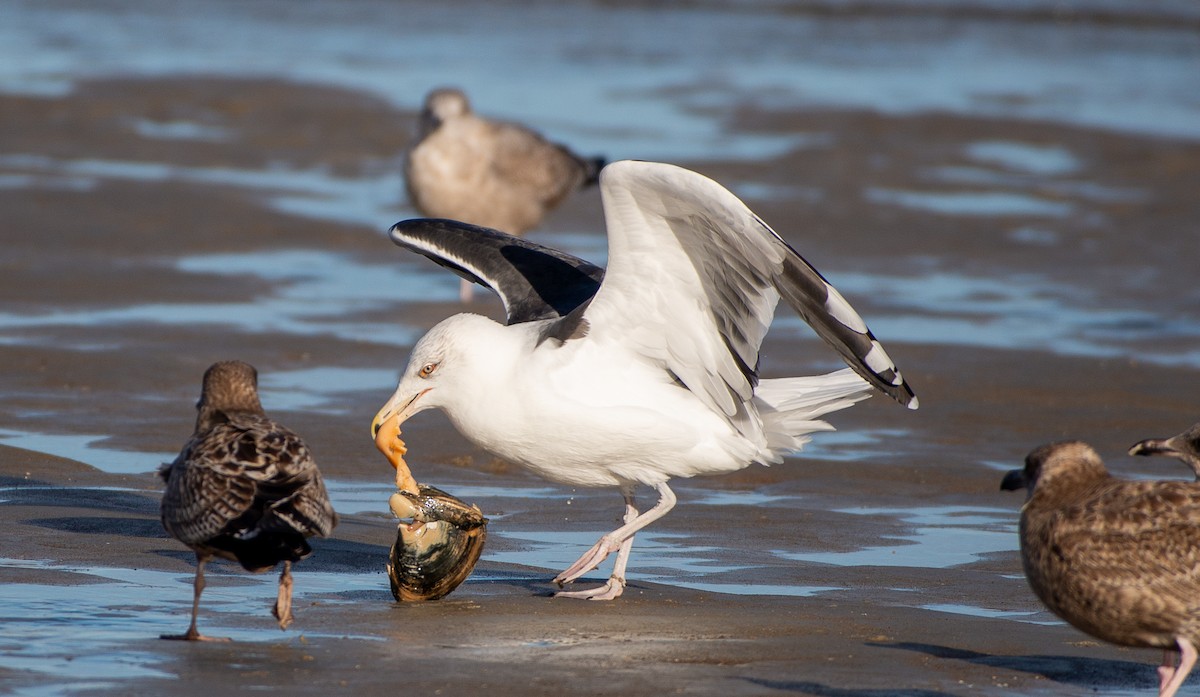 Great Black-backed Gull - ML644841750