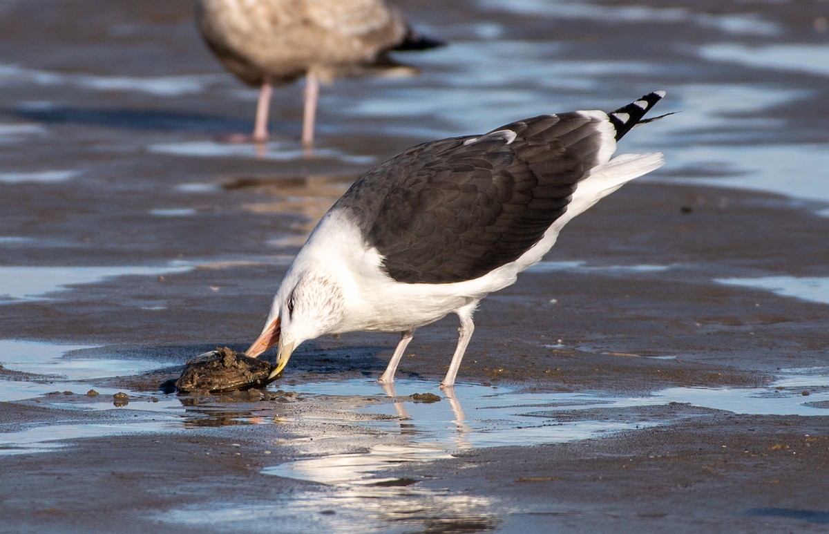 Great Black-backed Gull - ML644841751