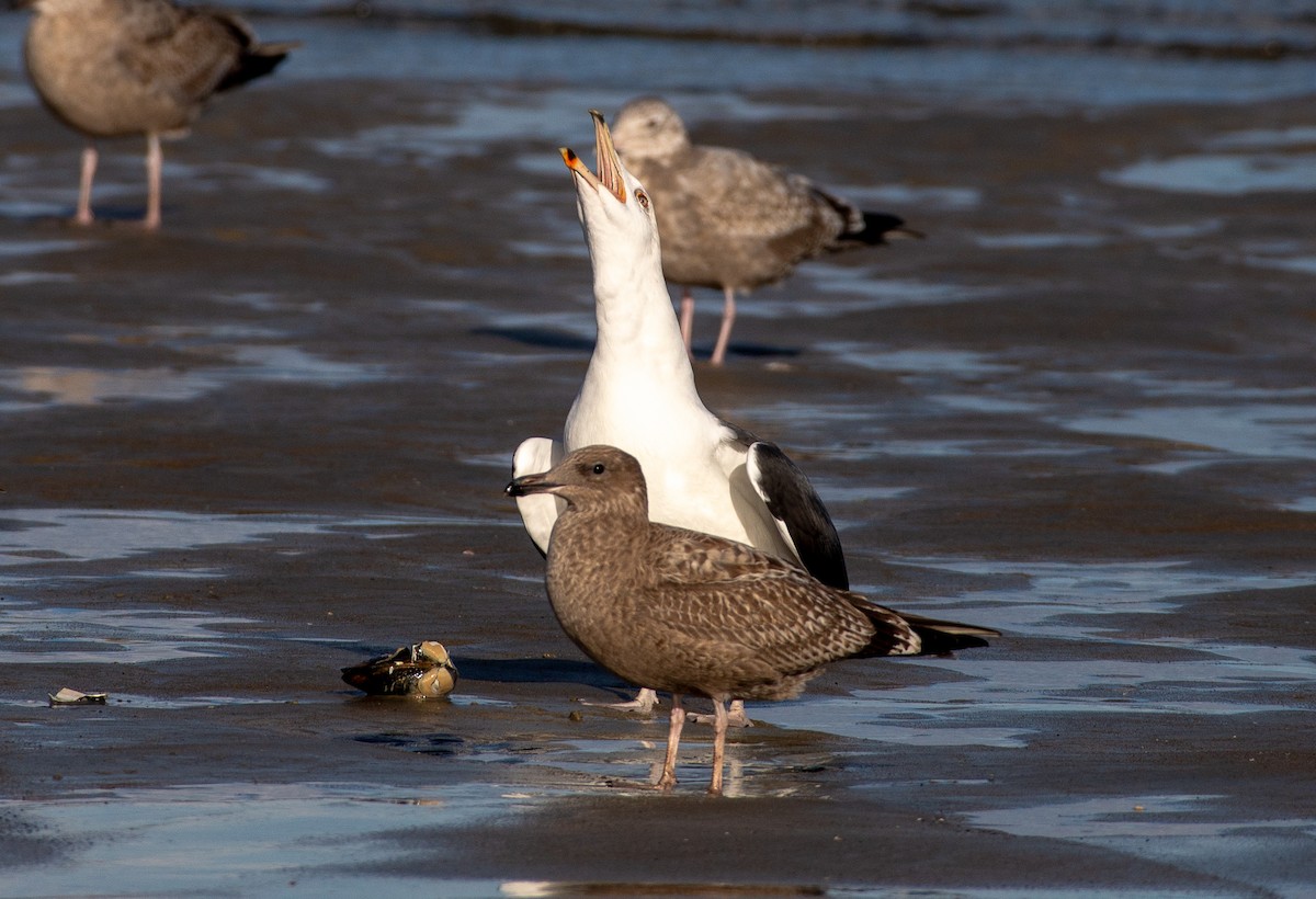 Great Black-backed Gull - ML644841752