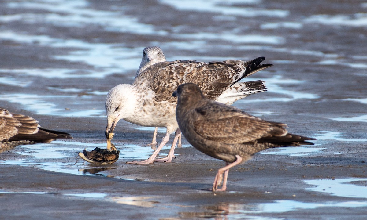Great Black-backed Gull - ML644841753