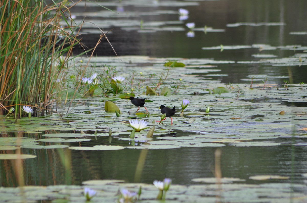 svartrikse - ML644841773