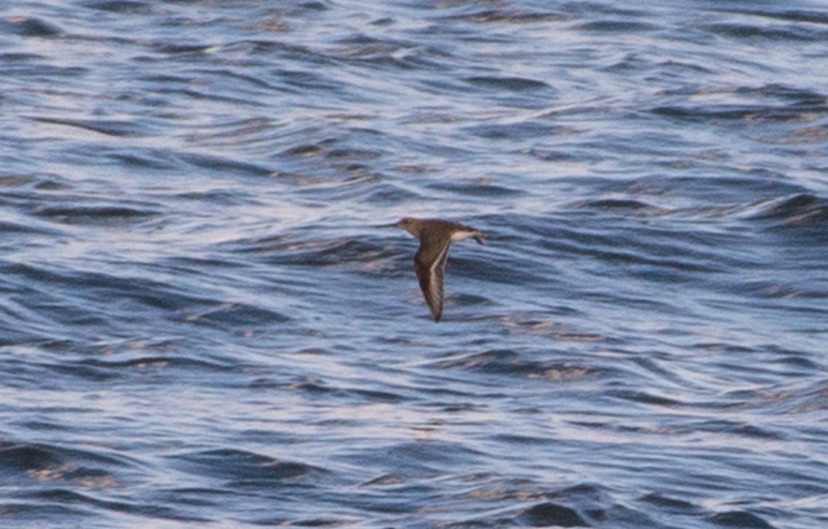 shorebird sp. - ML644841776