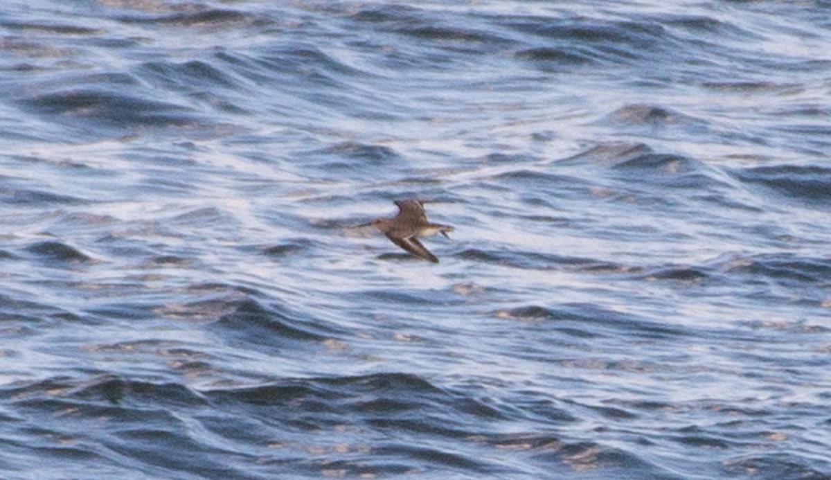 shorebird sp. - ML644841777