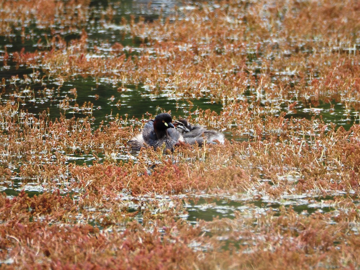 Australasian Grebe - ML644841781