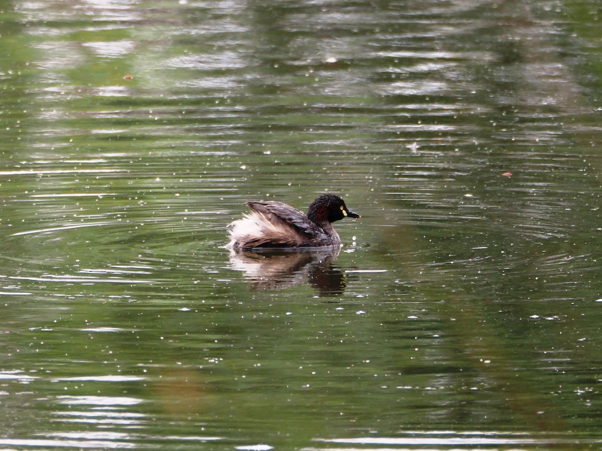 Australasian Grebe - ML644841785
