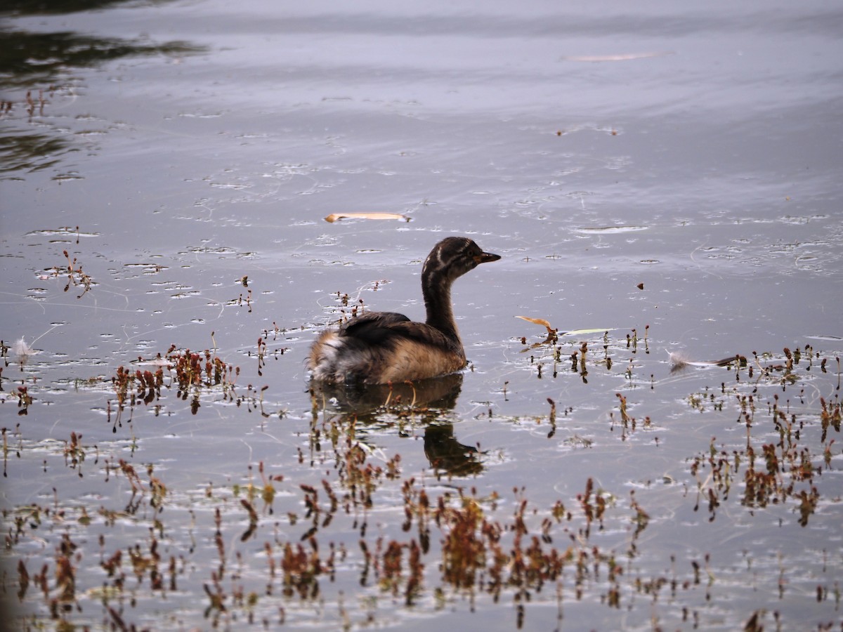 Australasian Grebe - ML644841786