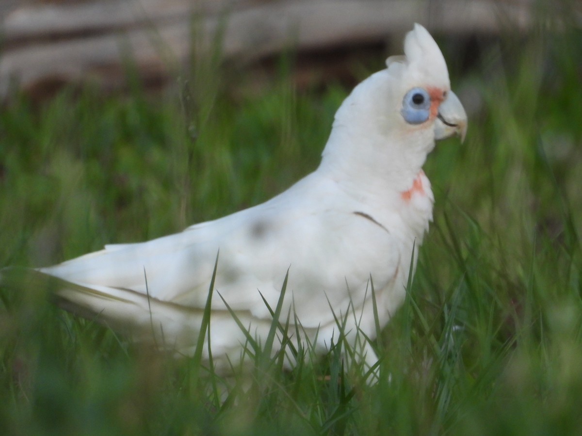 Long-billed Corella - ML644841795