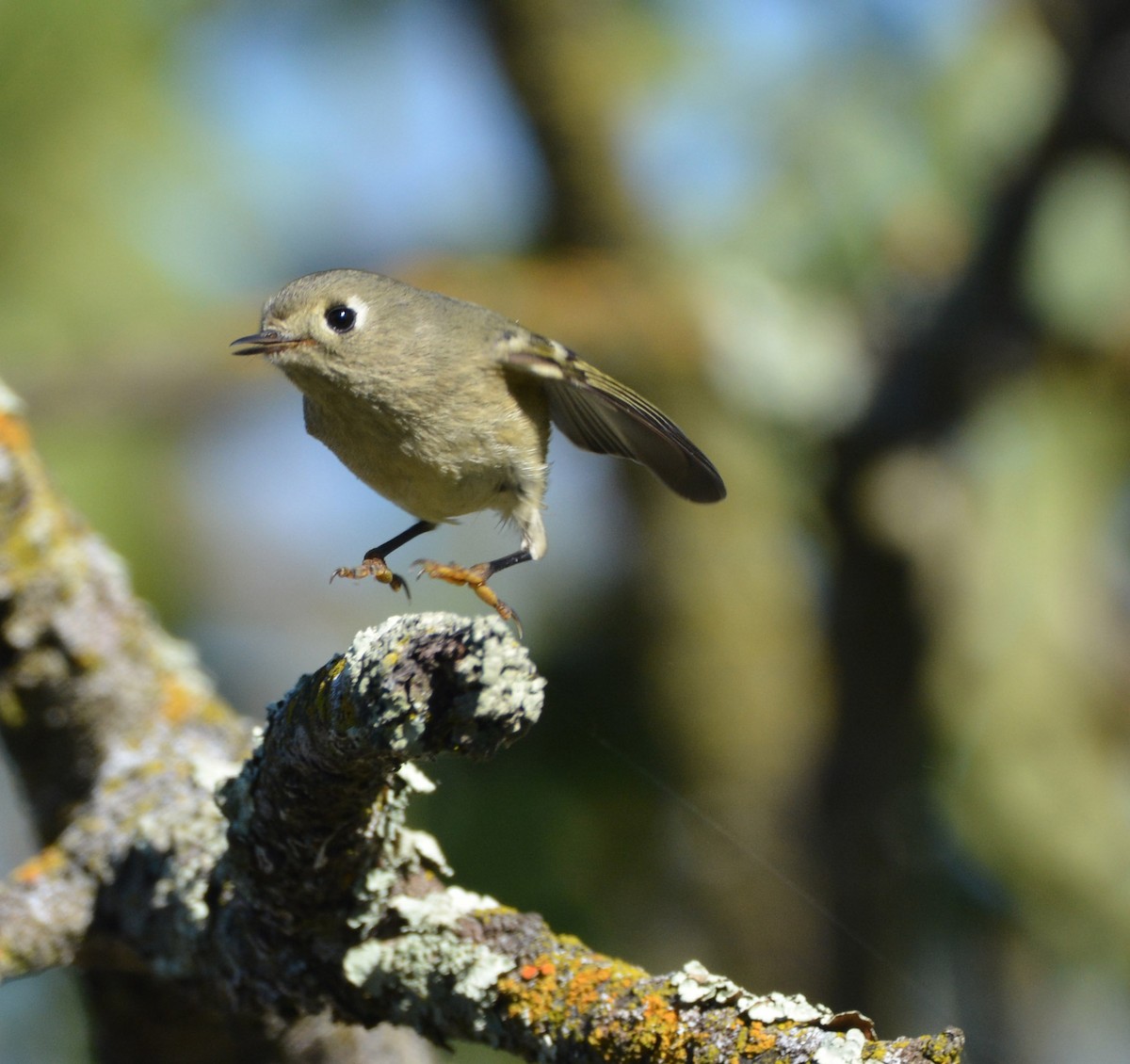Ruby-crowned Kinglet - ML644841804