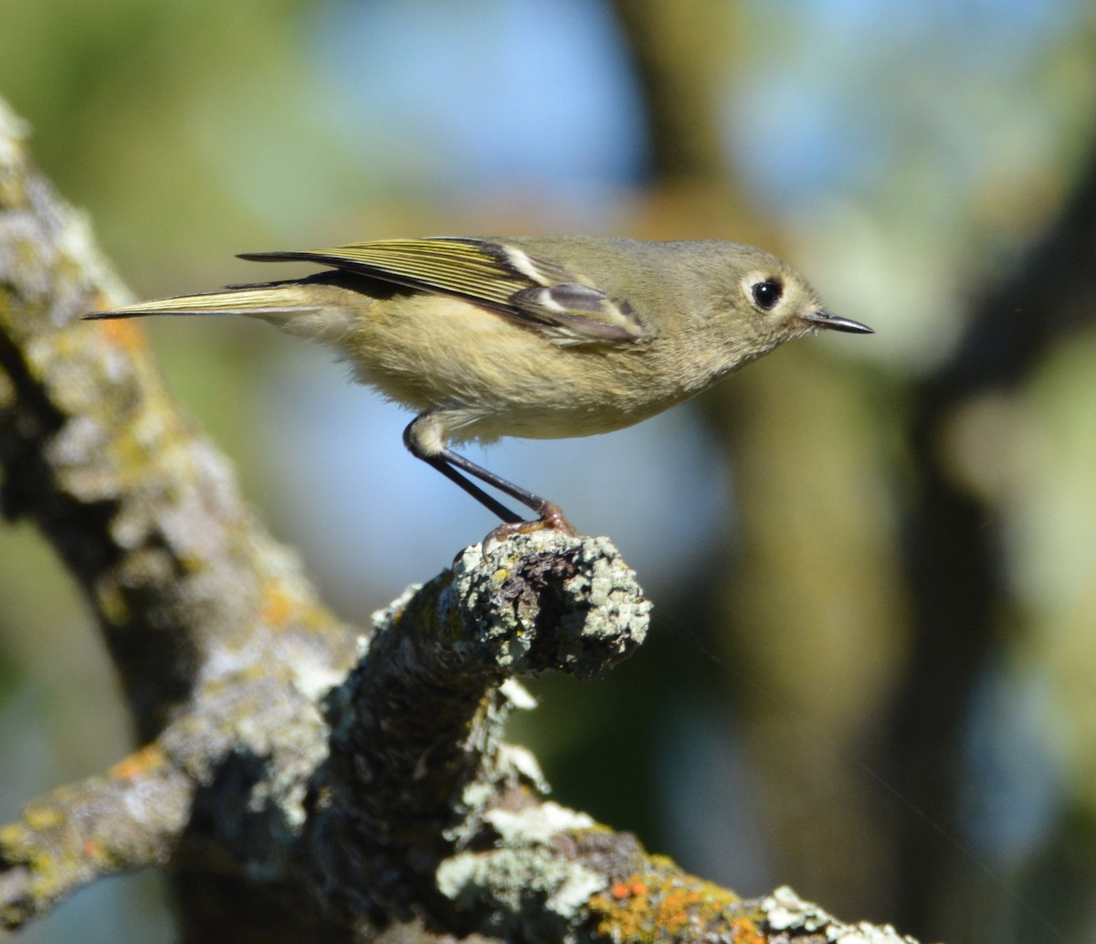 Ruby-crowned Kinglet - ML644841805