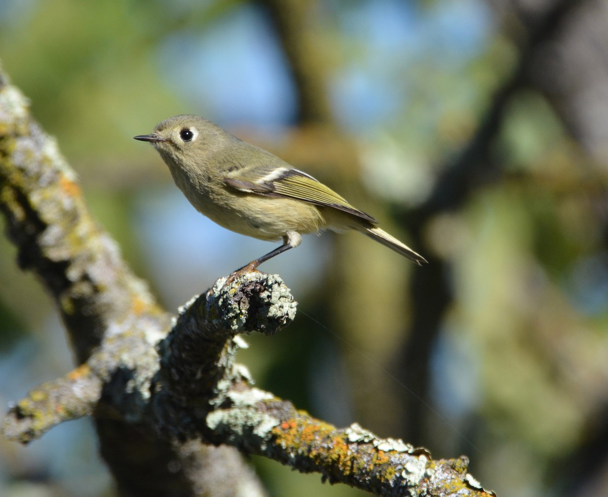 Ruby-crowned Kinglet - ML644841806