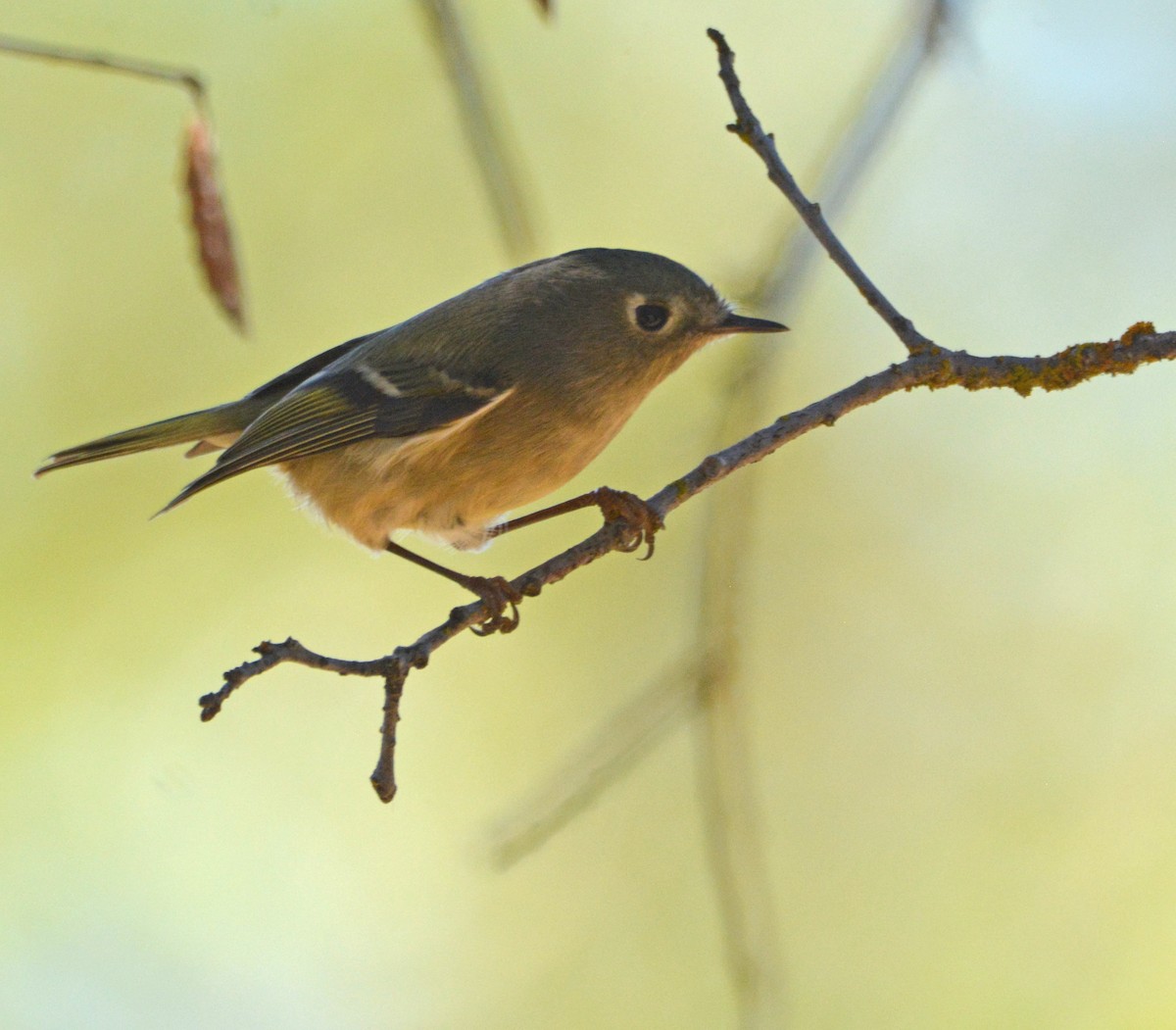 Ruby-crowned Kinglet - ML644841807