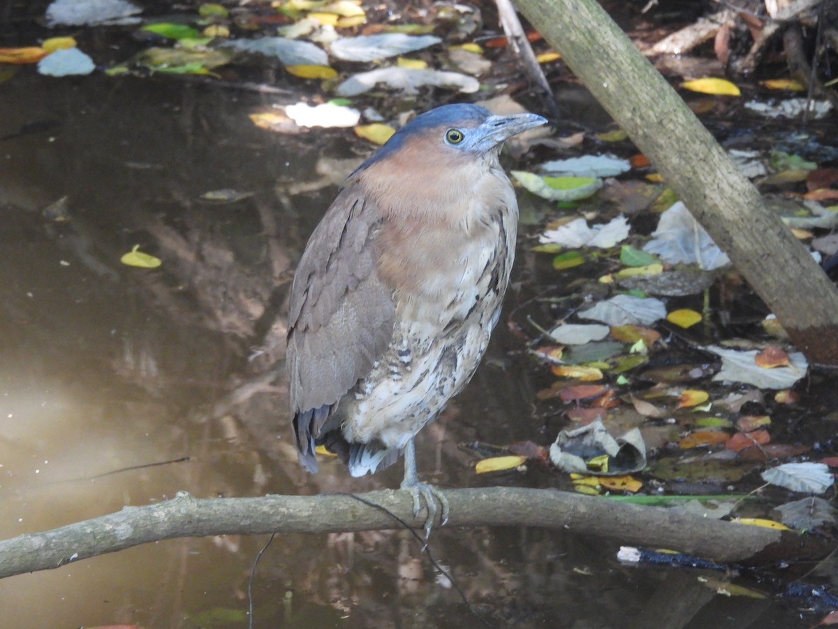 ズグロミゾゴイ - ML644841815