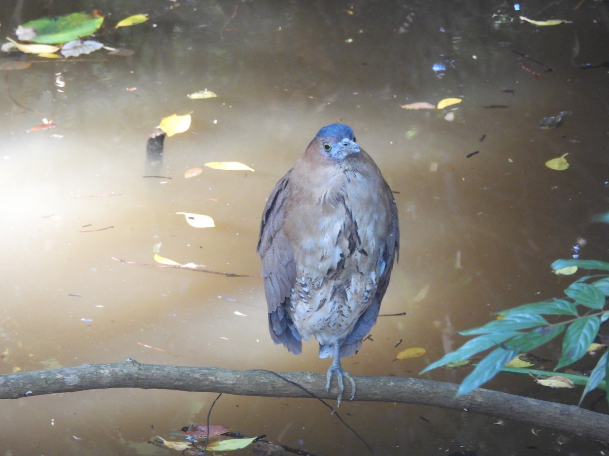 ズグロミゾゴイ - ML644841821