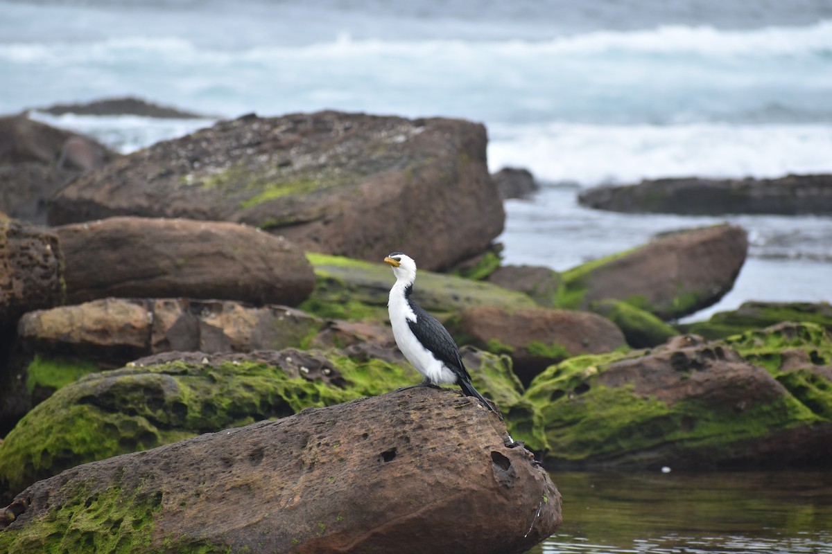 Little Pied Cormorant - ML644841822