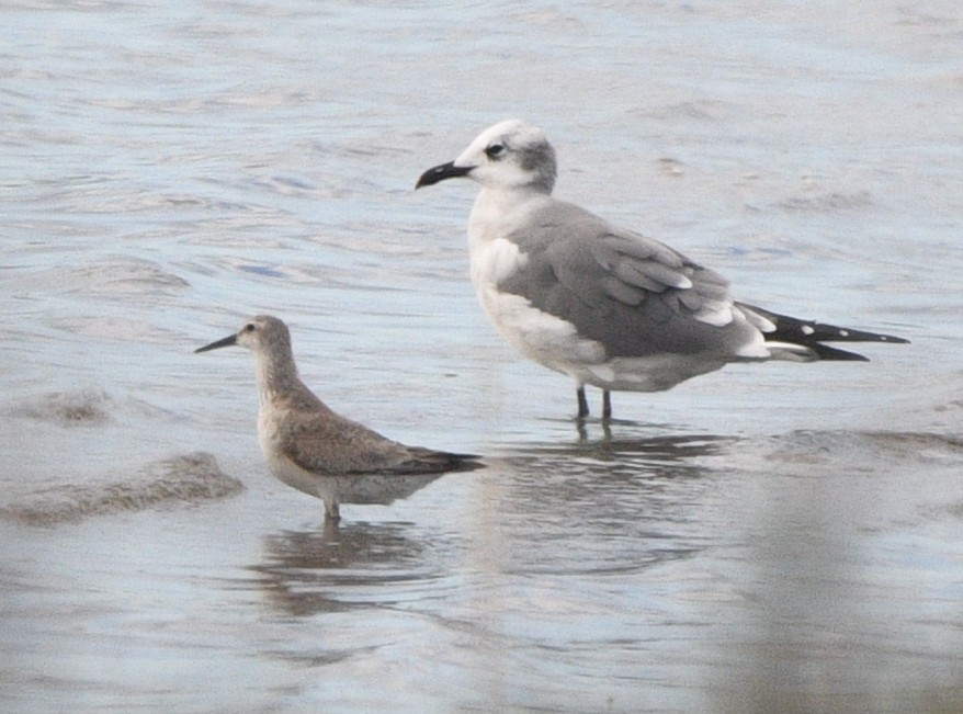Red Knot - ML644841828