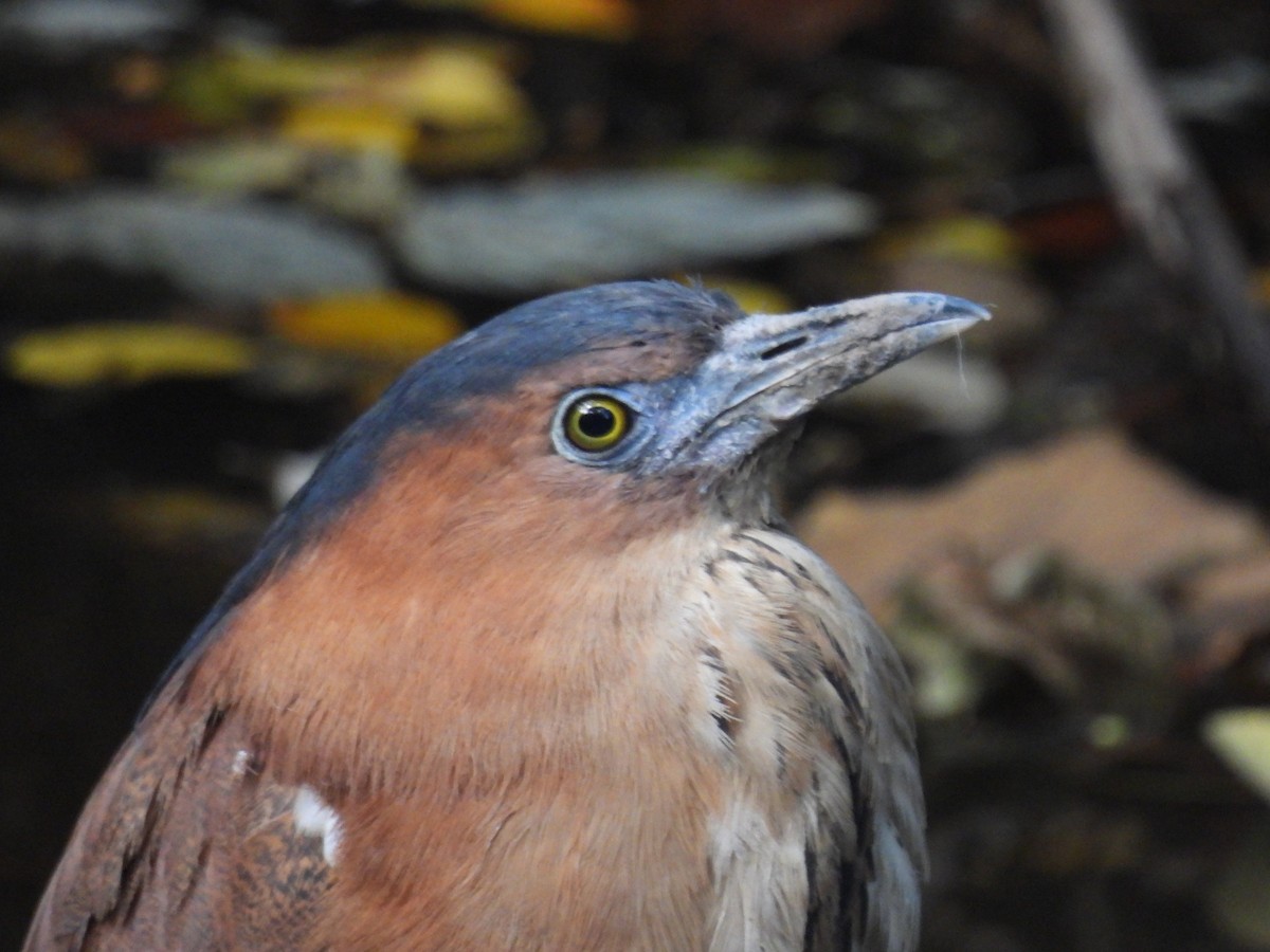 ズグロミゾゴイ - ML644841830