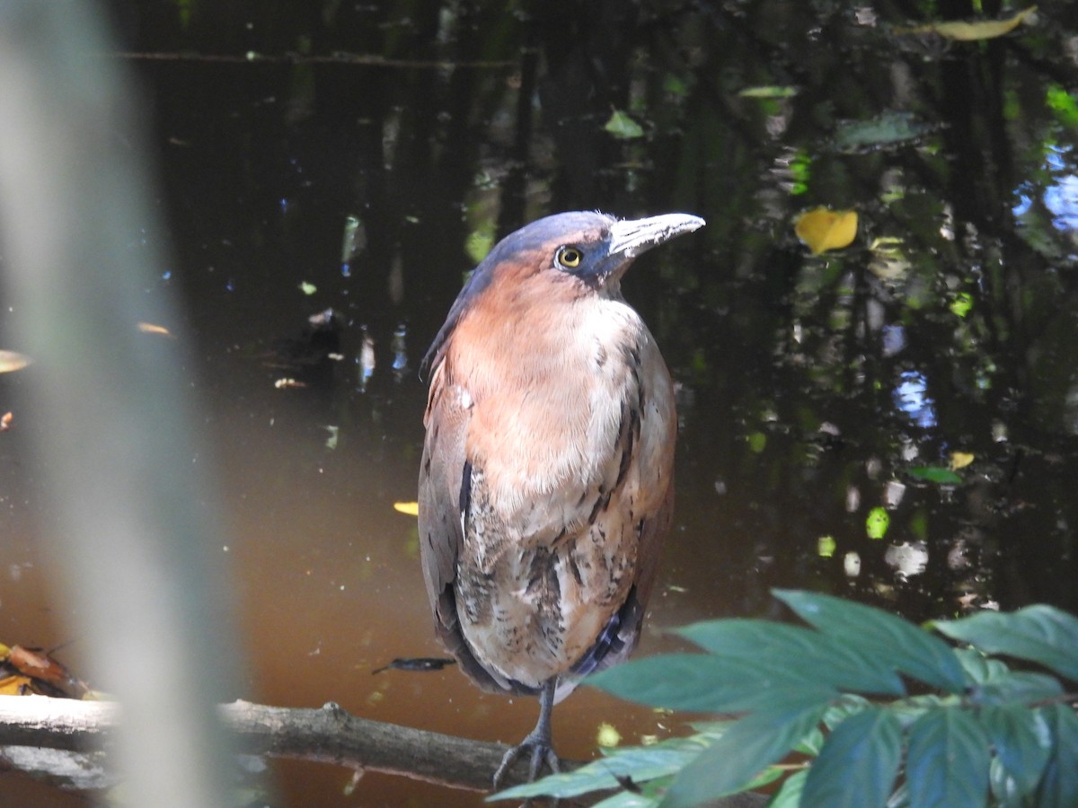 ズグロミゾゴイ - ML644841831