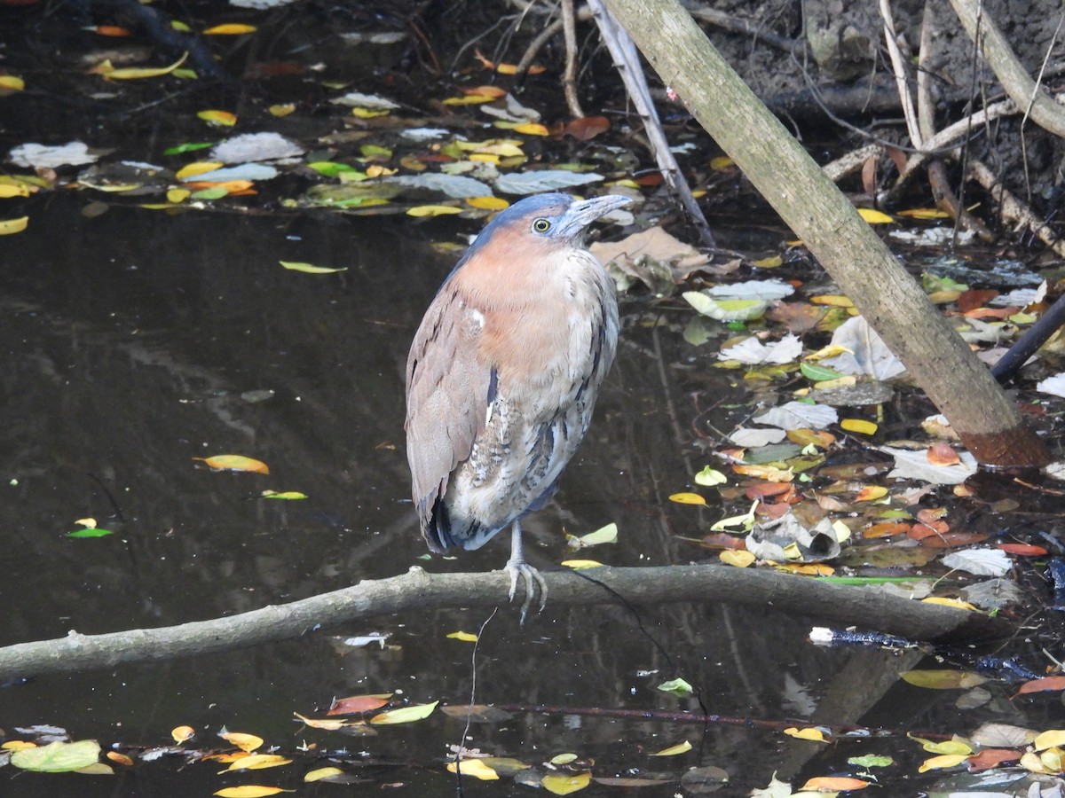 ズグロミゾゴイ - ML644841832