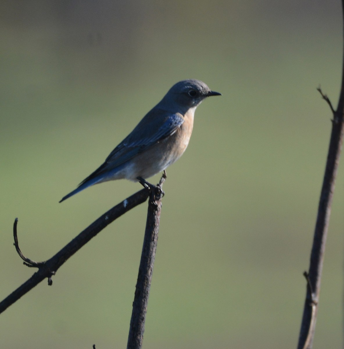 vestblåfugl - ML644841838