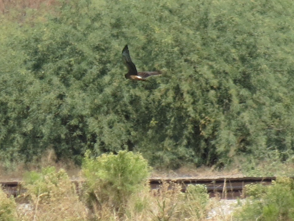 Northern Harrier - ML644841844