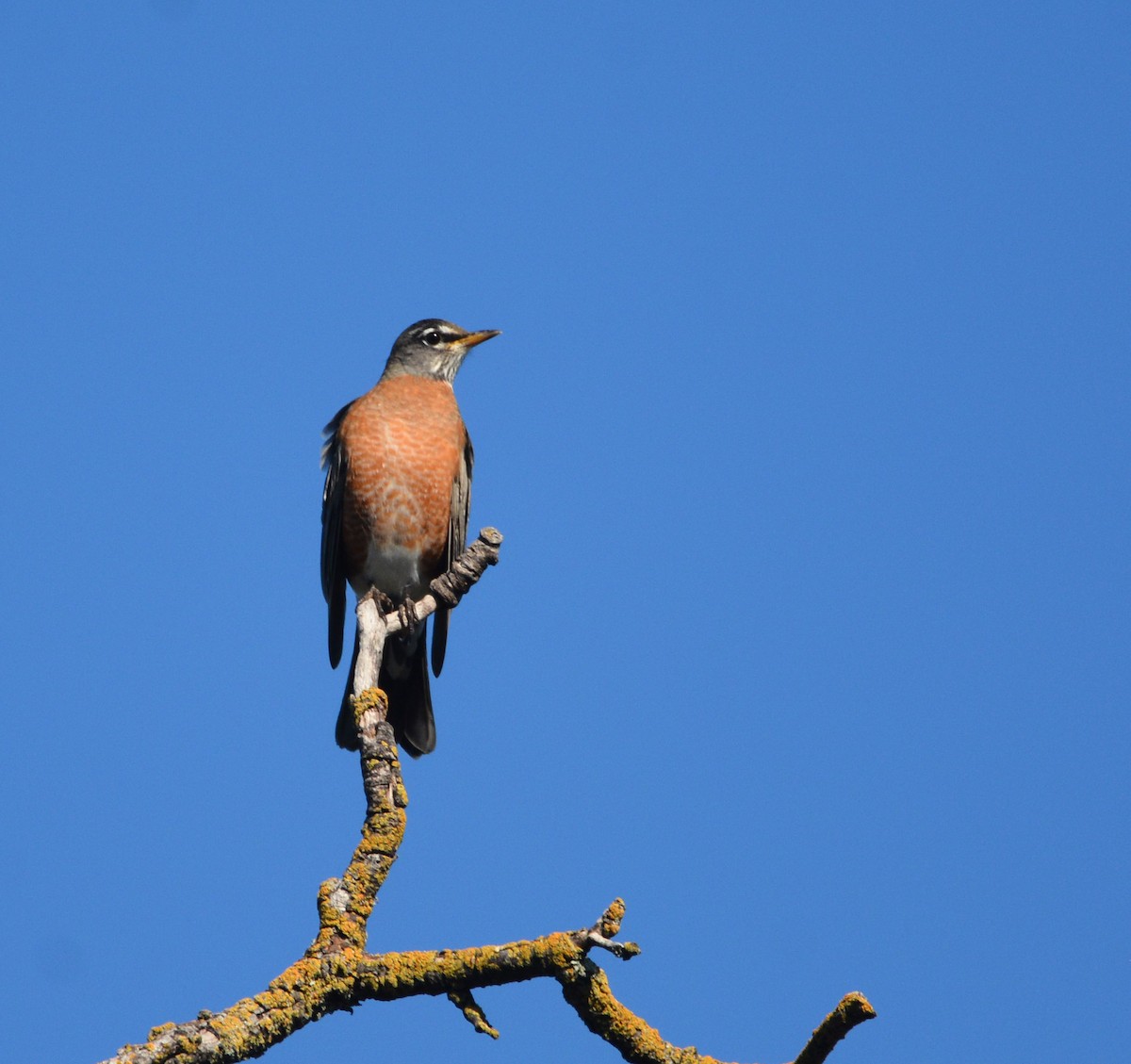 Странствующий дрозд - ML644841846