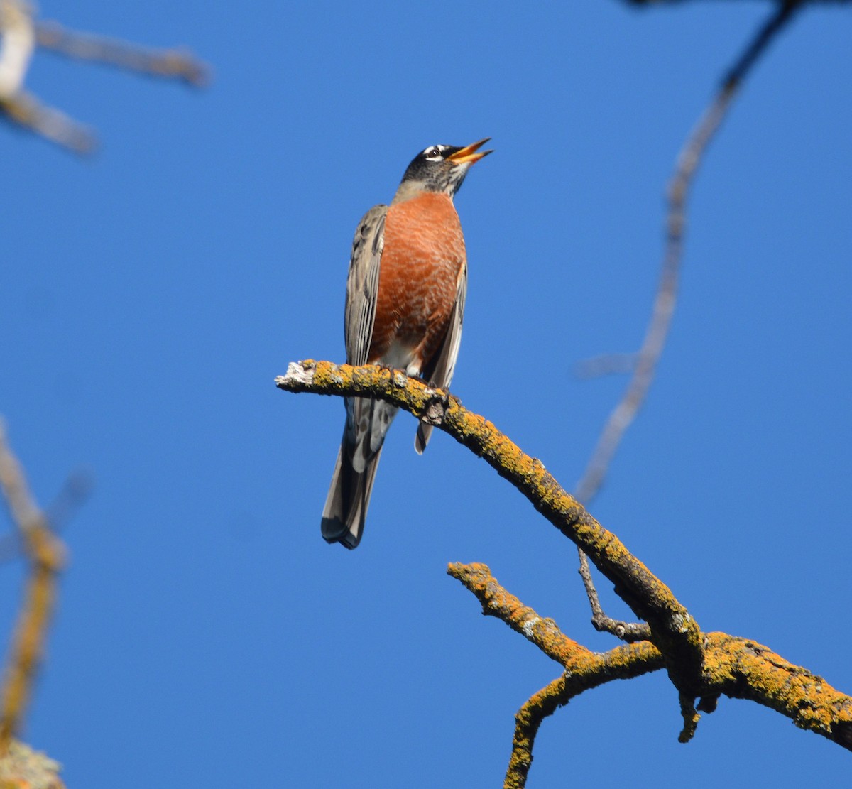 Странствующий дрозд - ML644841847