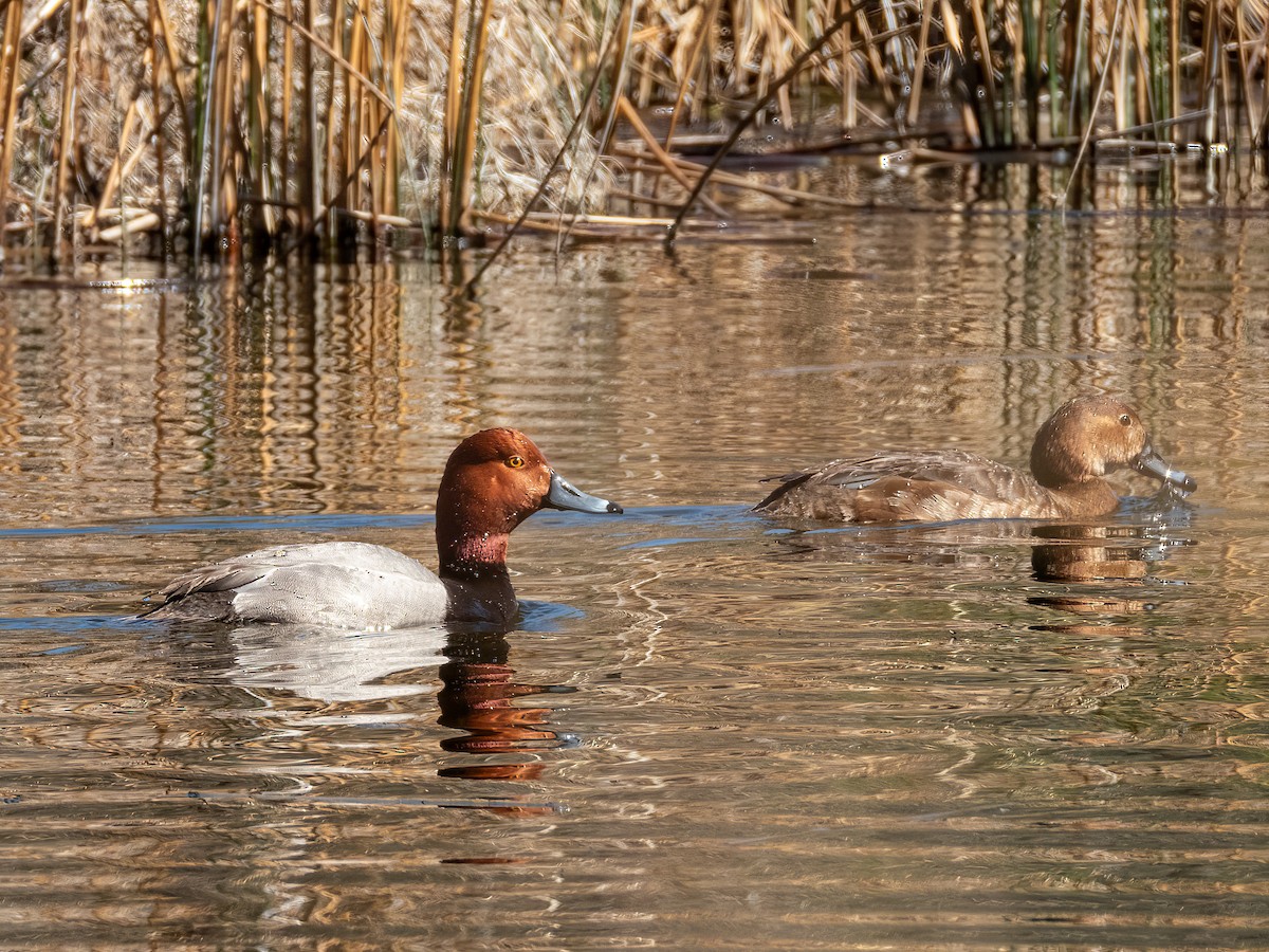 Redhead - ML644841856