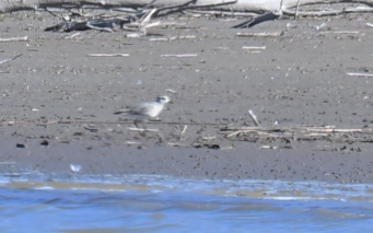 灰斑鴴 - ML644841858