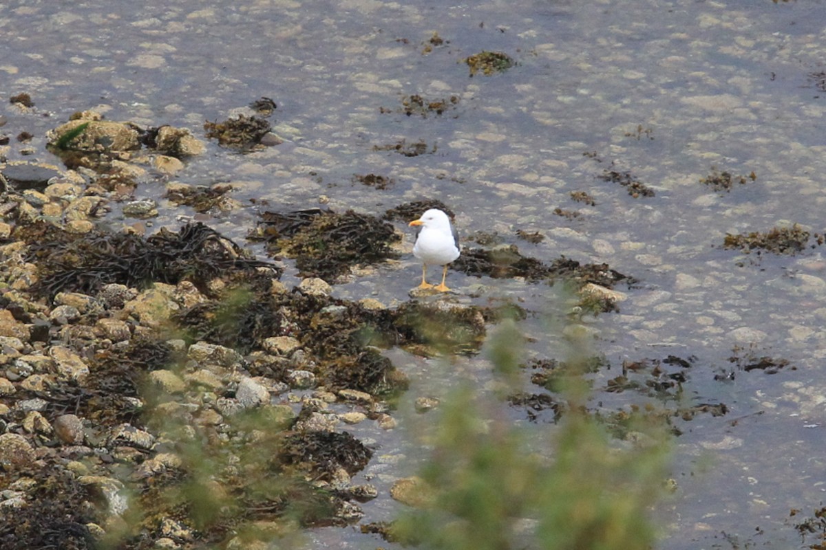 Kara Sırtlı Martı - ML644841864