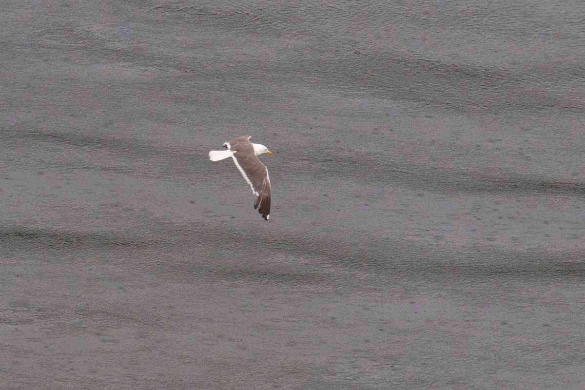 Kara Sırtlı Martı - ML644841865