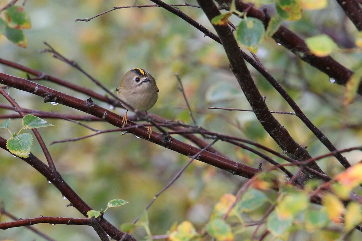 Goldcrest - ML644841874