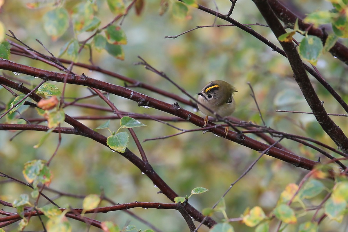 Goldcrest - ML644841875