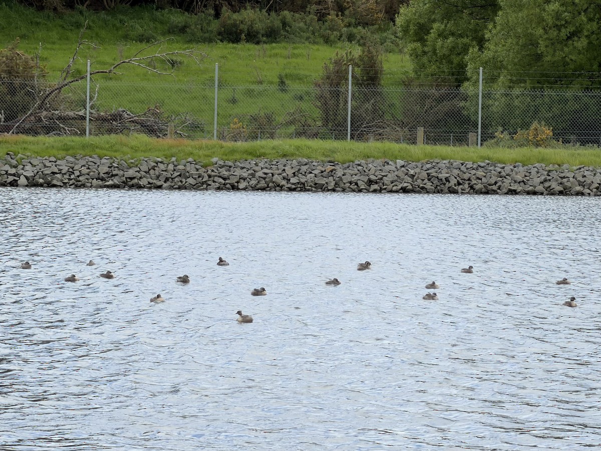 Hoary-headed Grebe - ML644841881