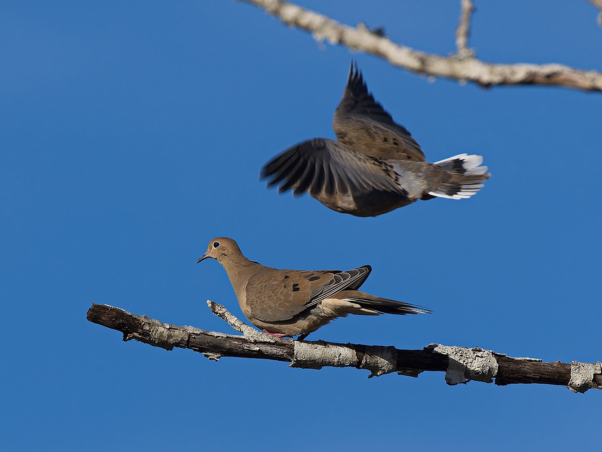 ナゲキバト - ML644841915