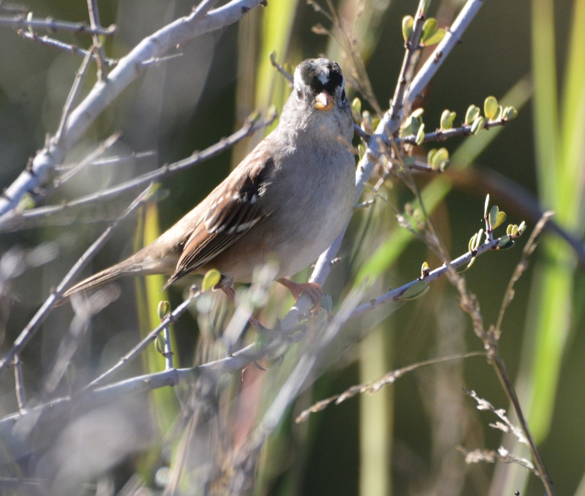 Bruant à couronne blanche - ML644841916