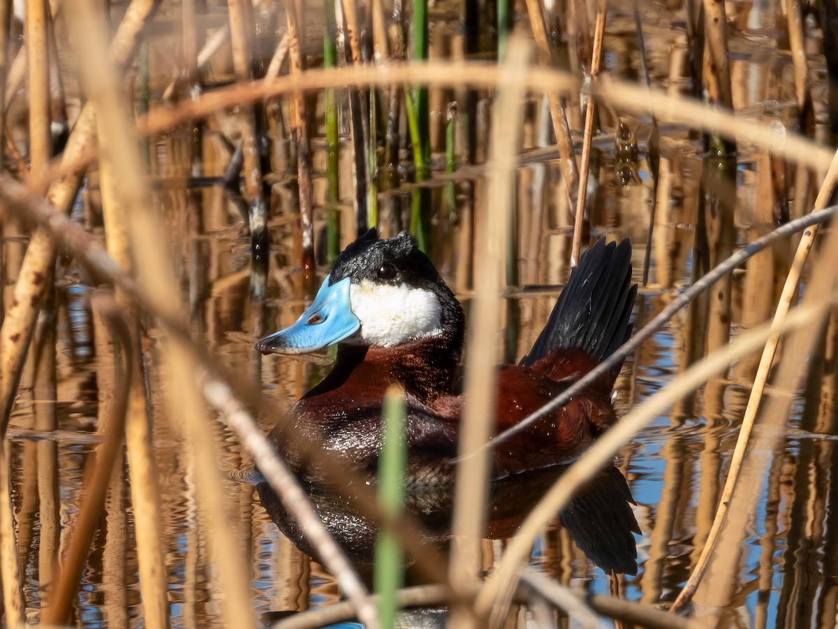 Американская савка - ML644841924