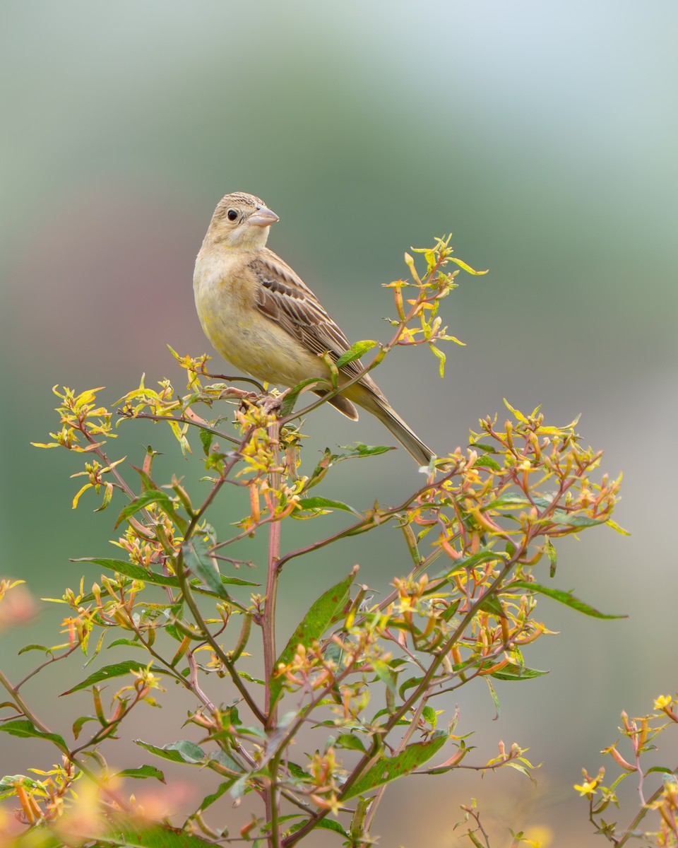 Black-headed Bunting - ML644841941