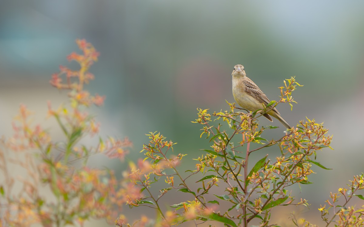 Black-headed Bunting - ML644841942